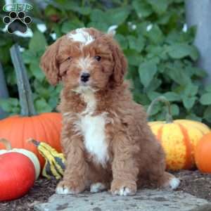 Iker, Cockapoo Puppy