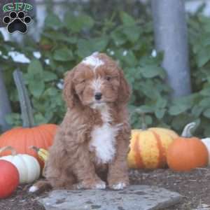 Iker, Cockapoo Puppy