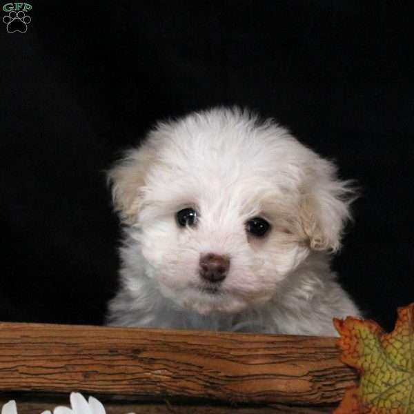 Irene, Maltipoo Puppy