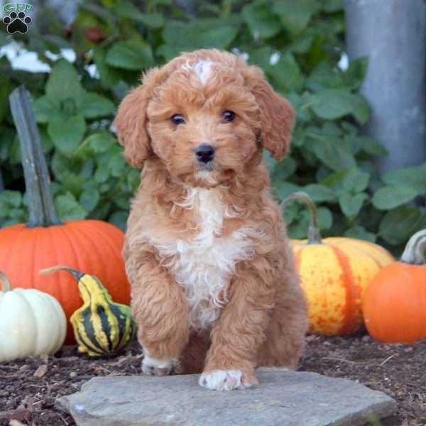 Iris, Cockapoo Puppy