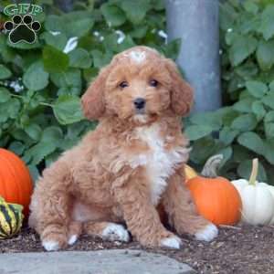 Iris, Cockapoo Puppy