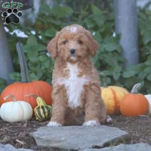 Iris, Cockapoo Puppy