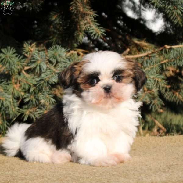 Iris, Shih Tzu Puppy