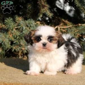 Iris, Shih Tzu Puppy