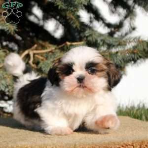 Iris, Shih Tzu Puppy