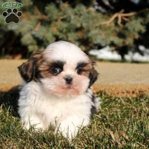 Iris, Shih Tzu Puppy