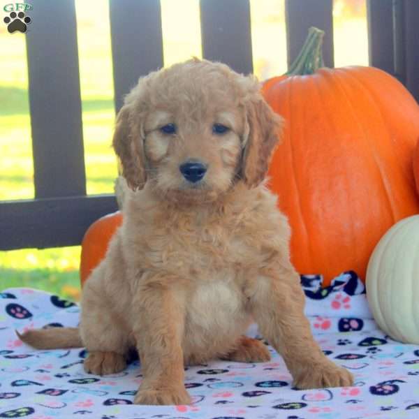 Isaac, Mini Goldendoodle Puppy