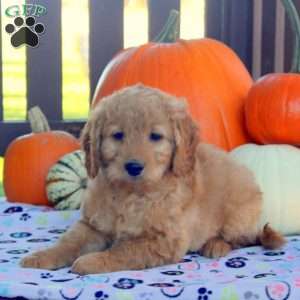 Isaac, Mini Goldendoodle Puppy