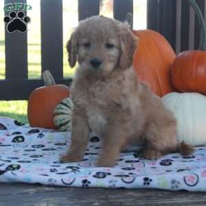 Isaac, Mini Goldendoodle Puppy