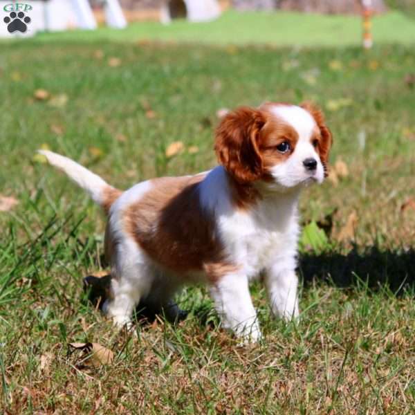 Isaac, Cavalier King Charles Spaniel Puppy