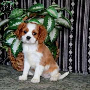 Isaac, Cavalier King Charles Spaniel Puppy