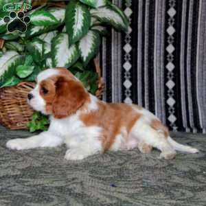 Isaac, Cavalier King Charles Spaniel Puppy