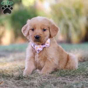 Isabelle, Golden Retriever Puppy