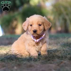 Isabelle, Golden Retriever Puppy