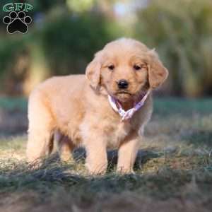 Isabelle, Golden Retriever Puppy