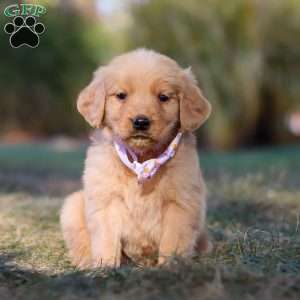 Isabelle, Golden Retriever Puppy