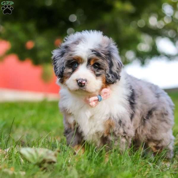 Isabella, Mini Bernedoodle Puppy