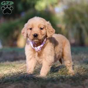 Isabelle, Golden Retriever Puppy