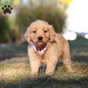 Isabelle, Golden Retriever Puppy