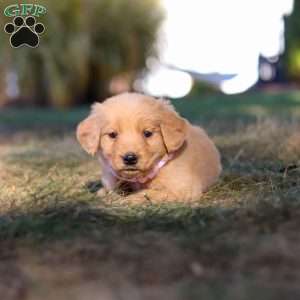 Isabelle, Golden Retriever Puppy