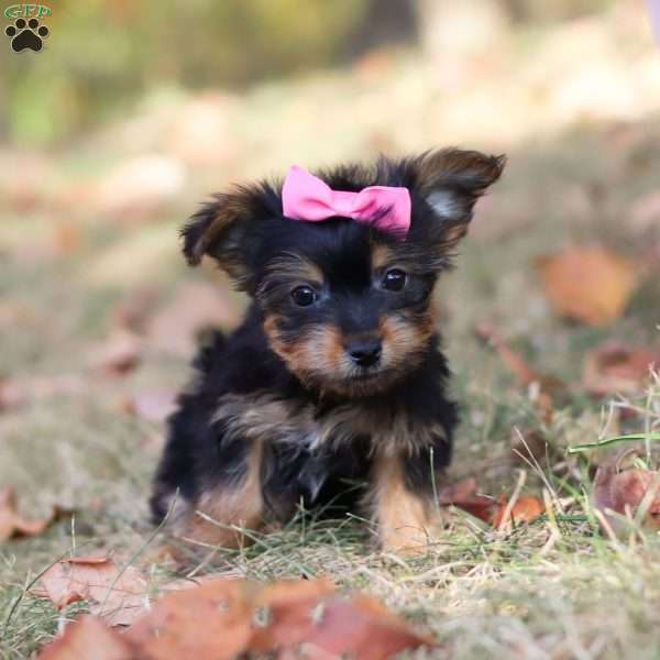 Isabella, Yorkie Puppy