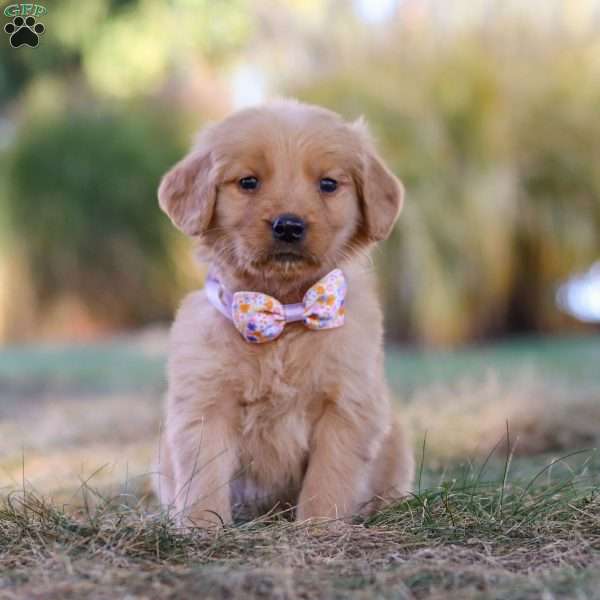 Isabelle, Golden Retriever Puppy