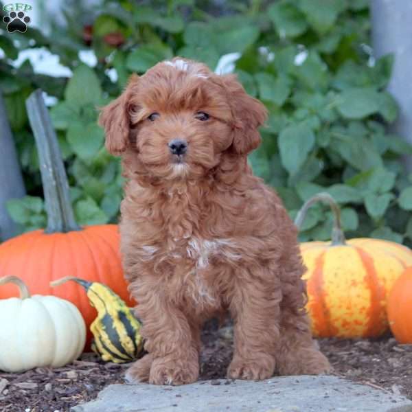 Isaiah, Cockapoo Puppy