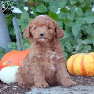 Isaiah, Cockapoo Puppy