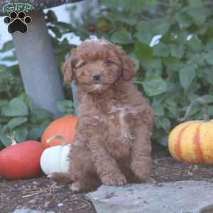 Isaiah, Cockapoo Puppy