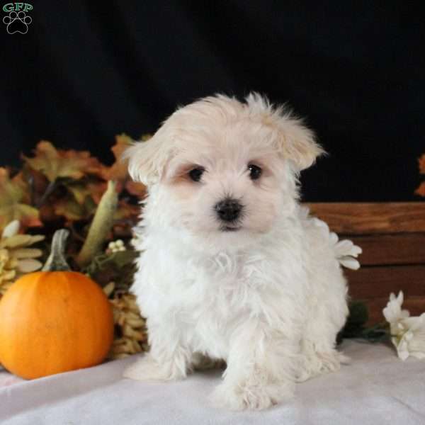 Isaiah, Maltipoo Puppy