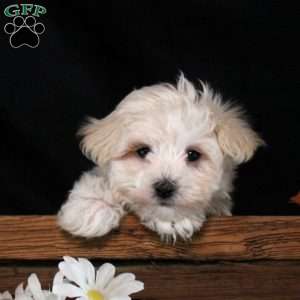 Isaiah, Maltipoo Puppy