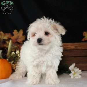 Isaiah, Maltipoo Puppy