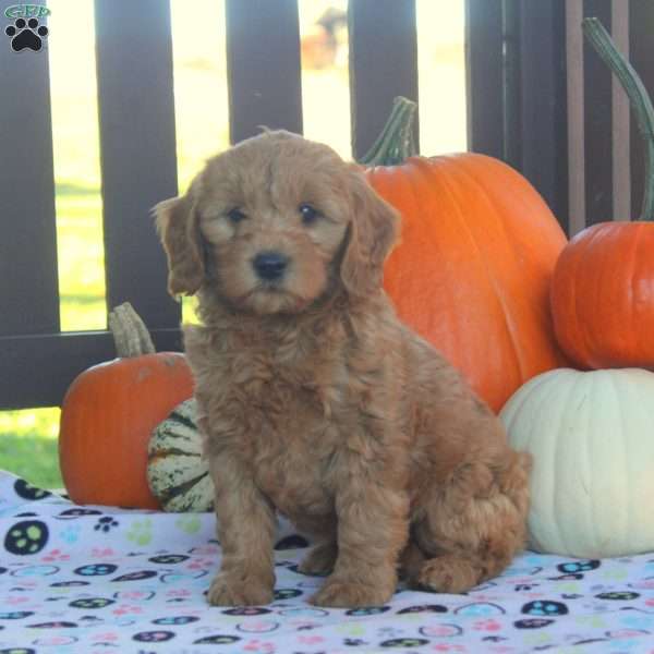 Isla, Mini Goldendoodle Puppy