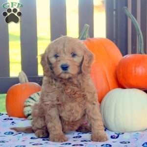 Isla, Mini Goldendoodle Puppy