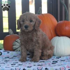 Isla, Mini Goldendoodle Puppy