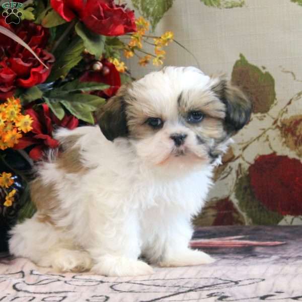 Israel, Shih Tzu Puppy