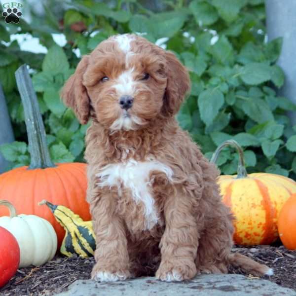 Ivan, Cockapoo Puppy