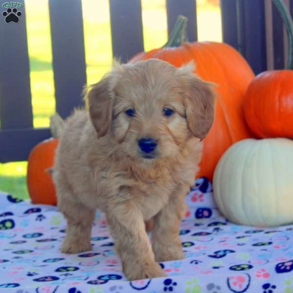 Ivan, Mini Goldendoodle Puppy