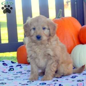 Ivan, Mini Goldendoodle Puppy