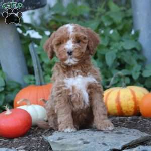 Ivan, Cockapoo Puppy