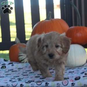 Ivan, Mini Goldendoodle Puppy