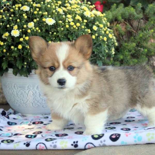 Ivanhoe, Pembroke Welsh Corgi Puppy