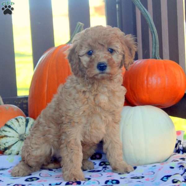 Ivory, Mini Goldendoodle Puppy