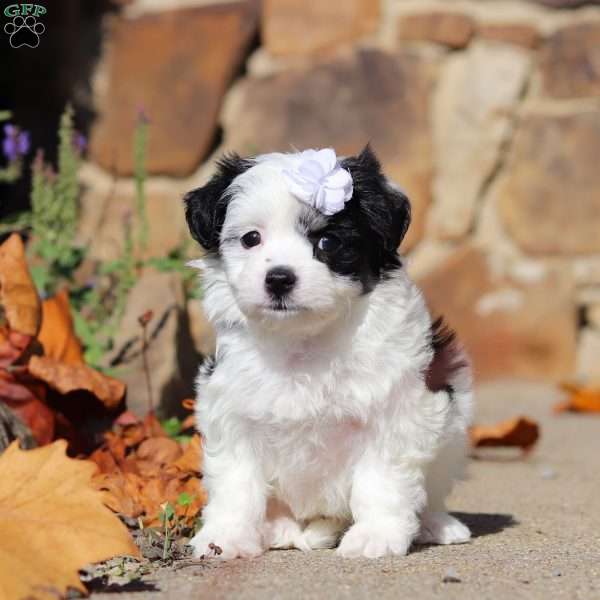 Ivy, Havanese Puppy