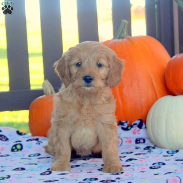 Ivy, Mini Goldendoodle Puppy