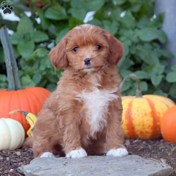 Ivy, Cockapoo Puppy