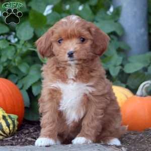 Ivy, Cockapoo Puppy