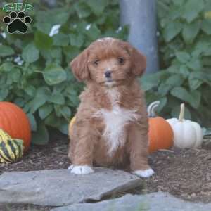 Ivy, Cockapoo Puppy