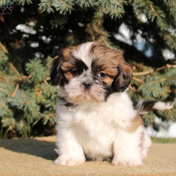 Ivy, Shih Tzu Puppy