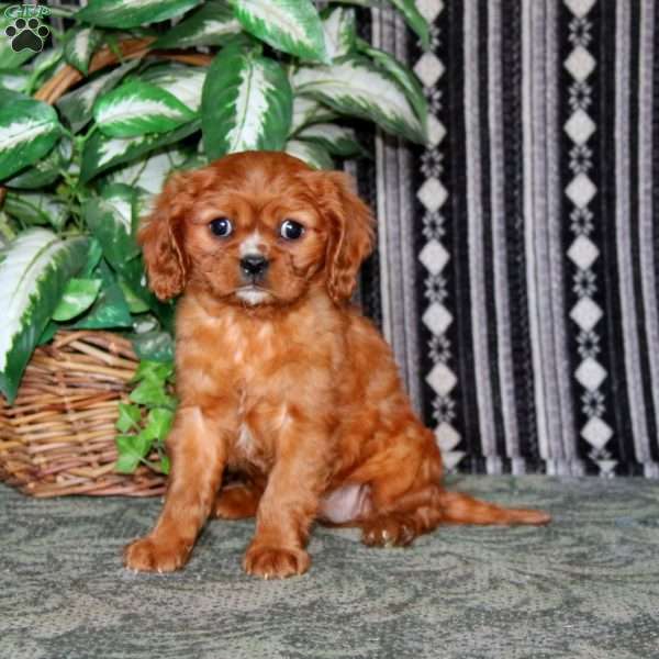 Ivy, Cavalier King Charles Spaniel Puppy